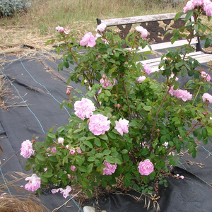 Roza  - mahovina ruža